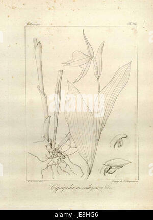 Cypripedium cordigerum, également connu sous le nom de pantoufle de dame en forme de cœur, est une orchidée rare originaire de Chine. Il est connu pour ses fleurs distinctives en forme de cœur avec des marques roses et blanches, prospérant dans des environnements frais et humides. Banque D'Images