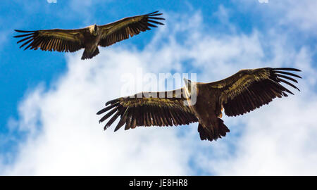 Vautour fauve Gyps fulvus planeur au-dessus d'un col de haute montagne dans le parc national Picos de Europa dans le nord de l'Espagne Banque D'Images