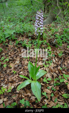 Grande fleur de l'orchidée Orchis purpurea avec ressemblant à fleurs petites poupées à Yockletts réserve Banque dans le Kent Banque D'Images