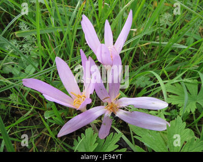 Colchicum autumnale, communément appelé crocus d'automne, est une plante à fleurs originaire d'Europe. Il est connu pour ses fleurs violettes frappantes qui fleurissent en automne et ses propriétés toxiques, souvent utilisées en médecine traditionnelle pour ses alcaloïdes. Banque D'Images