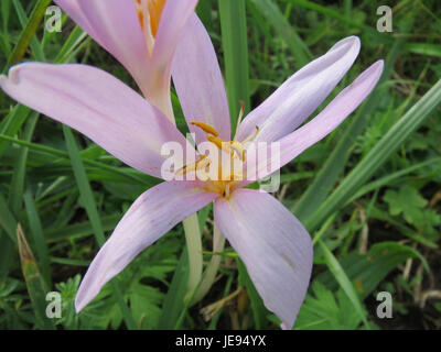 Colchicum autumnale, communément appelé crocus d'automne, est une plante à fleurs originaire d'Europe. Il est connu pour ses belles fleurs violettes qui fleurissent à l'automne, ajoutant des couleurs vibrantes aux paysages d'automne. Banque D'Images