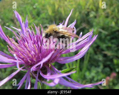Une photographie de 'Centaurea jacea', également connue sous le nom de knapweed brune, prise le 13 octobre 2013, montrant ses caractéristiques botaniques dans son environnement naturel. Banque D'Images