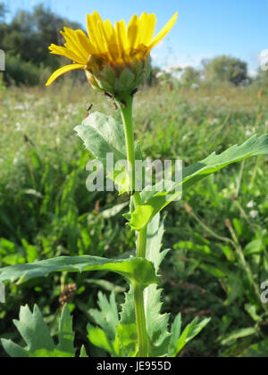 Glebionis segetum, communément appelé souci de maïs, est une plante à fleurs que l'on trouve dans les champs et les prairies. Elle est souvent considérée comme une mauvaise herbe, mais contribue également à la biodiversité en soutenant les pollinisateurs. Banque D'Images