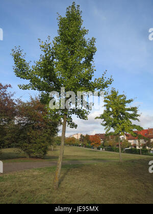 Le ginkgo biloba, souvent appelé l'arbre maidenhair, est l'une des plus anciennes espèces d'arbres vivants, connue pour ses feuilles uniques en forme d'éventail. Originaire de Chine, il est reconnu pour sa résilience, étant capable de prospérer dans divers climats et conditions de sol. Le ginkgo biloba a également été utilisé en médecine traditionnelle pour ses bienfaits potentiels pour la santé, en particulier pour la fonction cognitive. Banque D'Images
