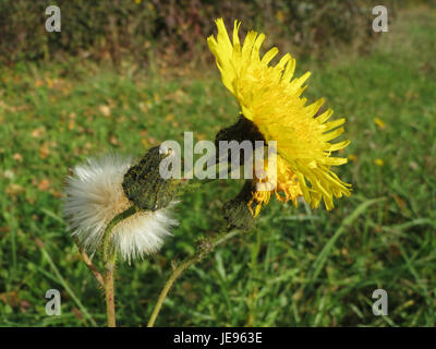 Une photographie en gros plan de Sonchus Asper, communément appelé sowthistle épineux. L’image capture les feuilles épineuses et les fleurs jaunes de la plante, typiques de cette espèce dans les régions tempérées. Banque D'Images