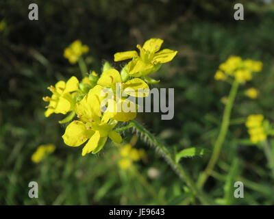 Le titre '20131022Rauke1' fait probablement référence à une image ou un document datant du 22 octobre 2013, lié à Rauke. Rauke est souvent associé à une espèce végétale ou à un contexte historique. Banque D'Images