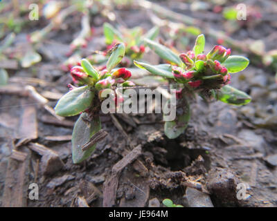 Photographie de Vogelknoeterich, également connue sous le nom de nouailles, montrant l'aspect distinctif et la croissance de la plante, prise le 22 octobre 2013. Banque D'Images