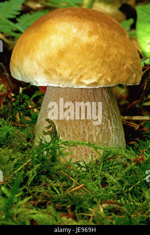 Champignons en pierre magnifique dans la forêt de mousse et de fougère Banque D'Images