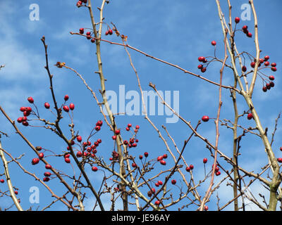 Photographie prise le 26 octobre 2013, montrant Crataegus monogyna, communément appelé aubépine commune, montrant ses fleurs blanches caractéristiques et ses pattes rouge foncé. Banque D'Images