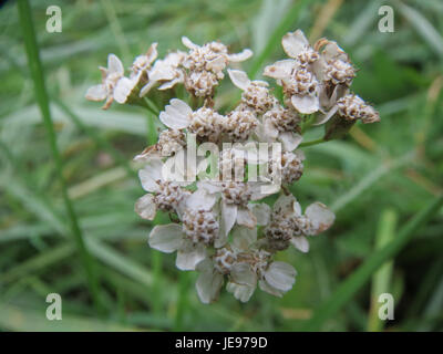 Cette photographie montre Sumpf-Schafgarbe, également connu sous le nom de Yarrow commun (Achillea millefolium), poussant dans un milieu humide. La plante est connue pour ses propriétés médicinales et ses fleurs blanches distinctives. Banque D'Images