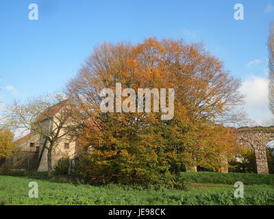 Une photographie de Carpinus betulus, communément appelé Hornbeam européen, prise le 15 novembre 2013. Cet arbre à feuilles caduques est reconnu pour son feuillage dense et son bois solide, couramment utilisé dans le travail du bois. Banque D'Images