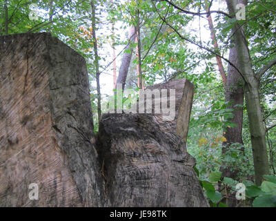Cette photographie capture une nature morte de vanitas de Schwetzinger Hardt, prise le 6 octobre 2012. La composition présente des symboles de mortalité et la nature fugace de la vie, caractéristique du genre vanitas. Banque D'Images