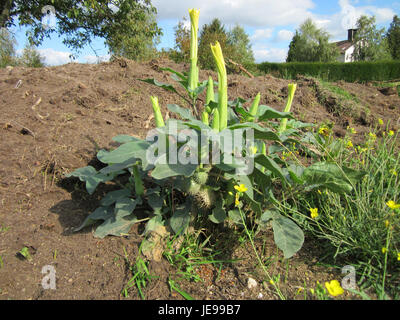L'image intitulée 'Stechapfel Reilingen' du 7 octobre 2012 représente la pomme épine (Datura stramonium) à Reilingen, en Allemagne. Cette plante est connue pour ses propriétés toxiques et se trouve souvent dans les zones perturbées. Banque D'Images