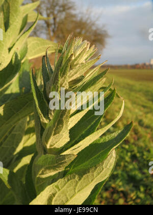 Ce titre fait référence à une image photographique de l'espèce végétale connue sous le nom de Koenigskerze (Verbascum), probablement prise le 8 décembre 2013. Koenigskerze est communément connu sous le nom de plante molène. Banque D'Images