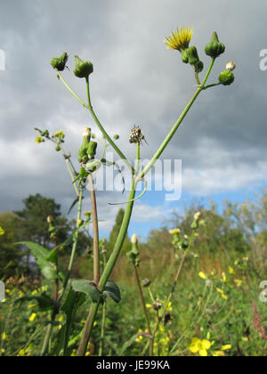 Sonchus Asper, également connu sous le nom de sowthistle épineux, est une herbe vivace trouvée dans diverses régions tempérées. Il présente des feuilles dentelées et épineuses et des fleurs jaune vif. Communément considérée comme une mauvaise herbe, elle prospère dans les sols perturbés et les environnements urbains, mais elle possède des propriétés médicinales, souvent utilisées dans les remèdes traditionnels pour diverses affections. Banque D'Images
