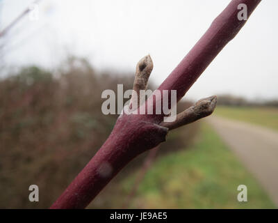 Le titre fait référence à 'Hartriegel', probablement une référence à une espèce de plante, peut-être Cornus mas (cornouiller européen), connue pour ses baies rouges et son utilisation dans l'aménagement paysager. Cet arbuste à feuilles caduques ou petit arbre est originaire d'Europe et de certaines parties de l'Asie. Banque D'Images