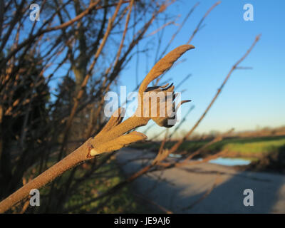 Le Schneeball (Viburnum opulus), communément connu sous le nom de Rose Guelder, est un arbuste à feuilles caduques trouvé à Neulussheim, en Allemagne, connu pour ses fleurs blanches en forme de boule et ses baies rouges vives. Banque D'Images