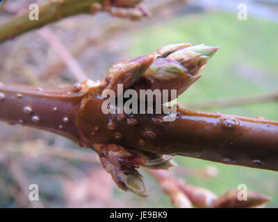 La photographie capture Forsythia, un genre de plantes à fleurs, en fleurs à Hockenheim le 10 février 2014. Connue pour ses fleurs jaunes vibrantes, Forsythia marque l’arrivée du printemps dans de nombreuses régions. Banque D'Images