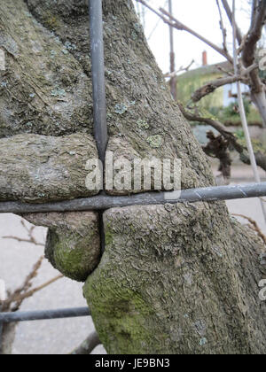 Wisteria floribunda, communément appelée wisteria japonaise, est une plante à fleurs connue pour ses grappes en cascade de fleurs violettes ou blanches. Il est originaire du Japon et est populaire dans les jardins pour ses fleurs parfumées et sa croissance vigoureuse. Banque D'Images