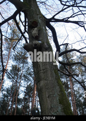 Une photographie de Fagus sylvatica, communément appelé hêtre européen, montrant son écorce lisse distinctive et son couvert dense de feuilles dans un cadre forestier. Banque D'Images