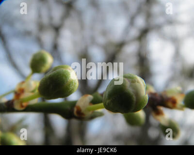 Prunus spinosa, communément appelé blackthorn, est un arbuste originaire d'Europe et de certaines régions d'Asie. Il est reconnu pour ses épines denses, ses fleurs blanches et ses fruits bleu-noir. La plante est utilisée en médecine traditionnelle. Banque D'Images