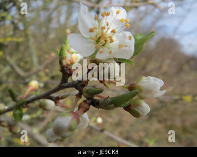 Prunus spinosa, communément appelé blacképine ou sloe, est un arbuste à feuilles caduques originaire d'Europe. Il produit de petites fleurs blanches au printemps, suivies de fruits violets foncés utilisés dans les aliments et boissons traditionnels. Banque D'Images