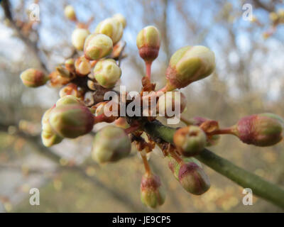 Prunus spinosa, également connu sous le nom de blackthorn, est une espèce d'arbuste que l'on trouve en Europe et dans certaines parties de l'Asie. Il produit des fleurs blanches au début du printemps, suivies de petits fruits violets foncés appelés sloes. Cette plante est couramment trouvée dans les haies et les lisières des bois. Blackthorn est souvent utilisé en médecine traditionnelle et pour la création de haies ou de clôtures. Banque D'Images
