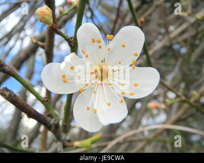 Cette image présente Prunus spinosa, communément appelé blackthorn, un arbuste originaire d'Europe. Il est reconnu pour ses fleurs blanches au printemps et ses baies foncées en automne, souvent utilisées dans les haies et la médecine traditionnelle. Banque D'Images