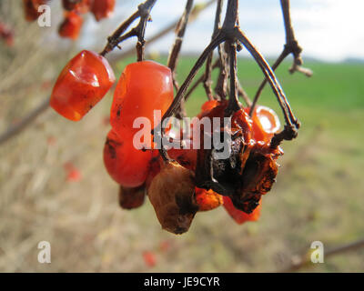 L'image montre Viburnum opulus, également connu sous le nom de rose de guelder. Il met en valeur les grappes de fleurs blanches de la plante, caractéristiques de cette espèce que l’on trouve couramment dans les régions tempérées. Banque D'Images