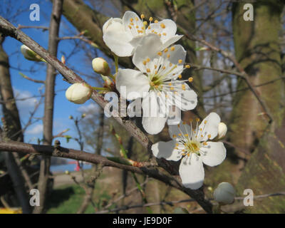 Une photographie de Prunus spinosa, également connu sous le nom de blackthorn, prise le 2 mars 2014. Cette plante est reconnue pour ses épines denses et ses fleurs blanches, que l'on trouve couramment dans les haies et les bois. Banque D'Images