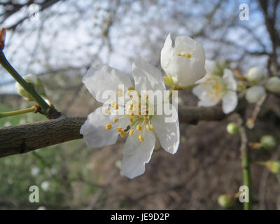Prunus spinosa, communément appelé l'épine noire, est une espèce d'arbuste qui produit des fleurs blanches au printemps et des fruits violets foncés en automne. On le trouve dans les haies et les bordures de bois à travers l'Europe. Banque D'Images