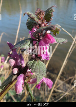 Lamium maculatum, communément appelé ortie morte tachetée, est une plante de couverture végétale vivace trouvée dans les bois et les jardins. Il est connu pour ses fleurs violettes ou roses et ses feuilles panachées, souvent utilisées à des fins ornementales. Banque D'Images
