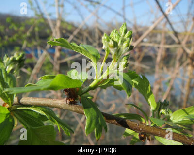 Photographie de Crataegus monogyna, communément appelé aubépine, prise le 14 mars 2014. L'image montre les fleurs blanches de la plante, qui fleurissent au printemps. Cette espèce est originaire d'Europe, souvent trouvée dans les haies, et est connue pour ses utilisations médicinales et ses branches denses et épineuses. Banque D'Images