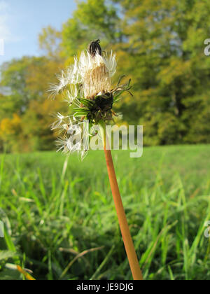 L'image représente un pissenlit (Taraxacum officinale) dans un champ près de Hartbach, capturé en 2012. Cette espèce végétale commune est connue pour ses fleurs jaune vif et ses graines dispersées par le vent. Banque D'Images