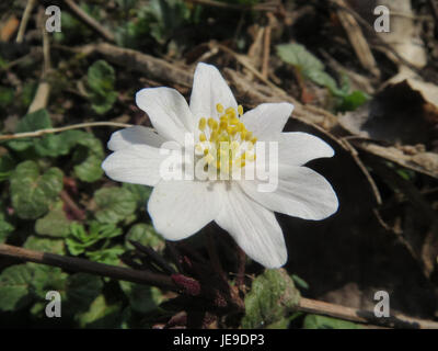 Anemone nemorosa, communément appelé anémone de bois, est une plante vivace originaire d'Europe. Il est reconnu pour ses fleurs blanches en forme d'étoile et pousse dans les habitats boisés. Banque D'Images