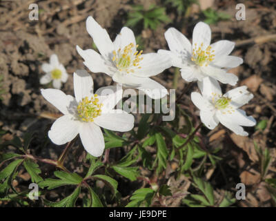 Cette photographie montre Anemone nemorosa, également connue sous le nom d'anémone de bois, une plante vivace trouvée dans les bois. L'image met en valeur ses délicats pétales blancs et son centre jaune vif. Banque D'Images