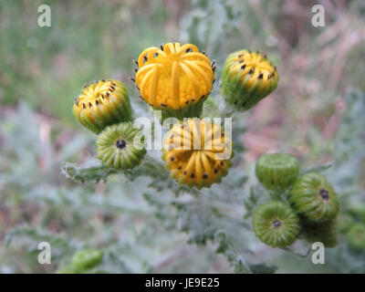 Senecio vernalis, également connu sous le nom de ragwort de printemps, est une herbe vivace trouvée dans les régions tempérées. Il a des fleurs jaunes et est souvent vu dans les prairies et les pâturages au début du printemps. Banque D'Images