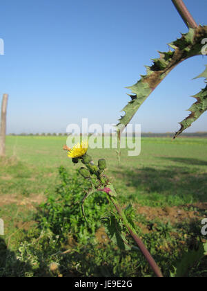Une photographie de Sonchus Asper, communément appelé chardon de truie rugueuse. Cette plante se trouve souvent dans les sols perturbés et se caractérise par ses feuilles épineuses et ses fleurs jaunes. Banque D'Images