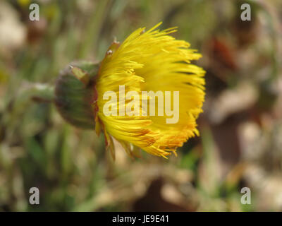 Photographie de *Tussilago farfara*, communément appelé Coltsfoot, prise le 19 mars 2014. Cette fleur du début du printemps est reconnue pour ses fleurs jaune vif et se trouve souvent dans les sols perturbés, tels que les bords de route et les terres franches. Coltsfoot a des utilisations médicinales historiques et est également connu pour ses feuilles en forme de cœur. Banque D'Images