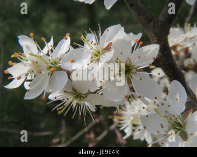 Prunus spinosa, également connu sous le nom de sloe, observé le 19 mars 2014, est un arbuste épineux connu pour ses fleurs blanches et ses fruits bleu foncé, couramment utilisés dans la fabrication du gin sloe et pour son importance écologique. Banque D'Images