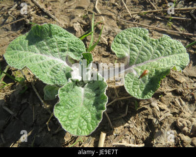 L'arctium, communément appelé bardane, est une espèce végétale que l'on trouve dans les régions tempérées. Il est connu pour ses grandes feuilles, ses fleurs violettes et ses têtes de graines épineuses qui se fixent aux vêtements ou à la fourrure animale, aidant à disperser les graines. Banque D'Images