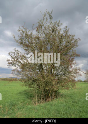 Crataegus monogyna, communément appelé aubépine commune, est un arbuste à feuilles caduques ou un petit arbre originaire d'Europe et de certaines parties de l'Asie. Il est connu pour ses fleurs blanches, ses baies rouges et ses branches épineuses. Il est largement utilisé dans les haies et comme feuillage ornemental dans les jardins. Banque D'Images