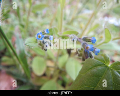 Une photographie de Myosotis arvensis, communément appelée champ Forget-me-not, prise le 24 mars 2014. La plante présente de petites fleurs bleues, souvent trouvées dans les champs sauvages et les prairies. Banque D'Images