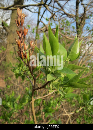 Syringa vulgaris, communément appelé lilas, est un arbuste à feuilles caduques connu pour ses fleurs pourpres ou blanches parfumées qui fleurissent au printemps. Banque D'Images