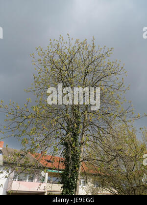 Une photographie prise le 25 mars 2014, montrant Aesculus hippocastanum, communément appelé châtaignier, en pleine floraison. L'image met en évidence les grandes fleurs blanches et la structure arborescente caractéristique. Banque D'Images