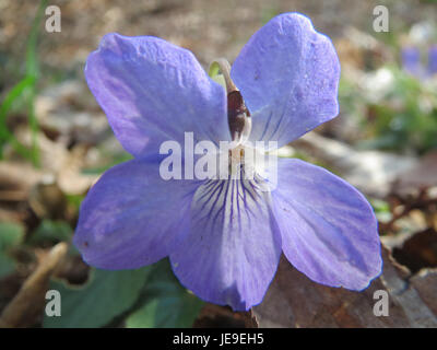 Viola riviniana, communément appelé la violette commune du chien, est une plante vivace trouvée dans les bois européens. Il a des feuilles en forme de cœur et des fleurs violettes qui fleurissent au printemps. Banque D'Images
