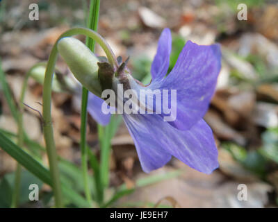 Une photographie prise le 25 mars 2014 de Viola riviniana, communément connue sous le nom de chien-violet commun. Cette plante se trouve dans les bois et est connue pour ses délicates fleurs violettes. Banque D'Images