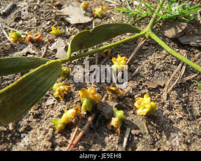 Viscum album, communément appelé gui, est une espèce végétale parasite qui pousse sur les arbres. Il est souvent associé aux traditions de Noël et a des utilisations médicinales dans les pratiques traditionnelles à base de plantes. Banque D'Images