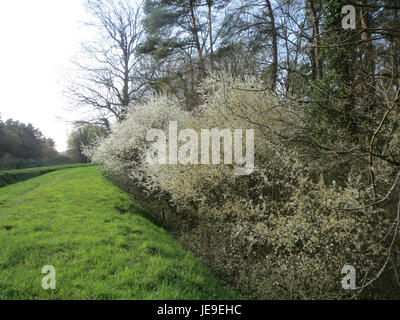 Cette image du 25 mars 2014 montre Prunus spinosa, ou Blackthorn, un arbuste connu pour ses épines denses et ses fleurs printanières blanches, que l'on trouve couramment en Europe et dans certaines parties de l'Asie. Banque D'Images
