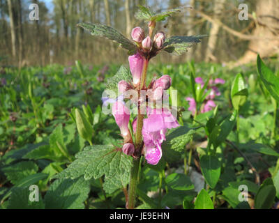 Lamium maculatum, communément appelé ortie morte tachetée, est une plante herbacée vivace trouvée dans les régions tempérées. Il présente des fleurs violettes, roses ou blanches distinctives et des feuilles panachées. Cette plante est couramment utilisée dans les jardins pour couvrir le sol et attire les pollinisateurs comme les abeilles. Banque D'Images